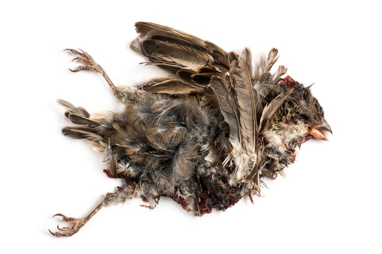 Decomposing animals Decomposing animals