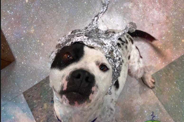 OKC Animal Welfare OKC Animal Welfare, Area 51, Area 51 raid, raid the shelter