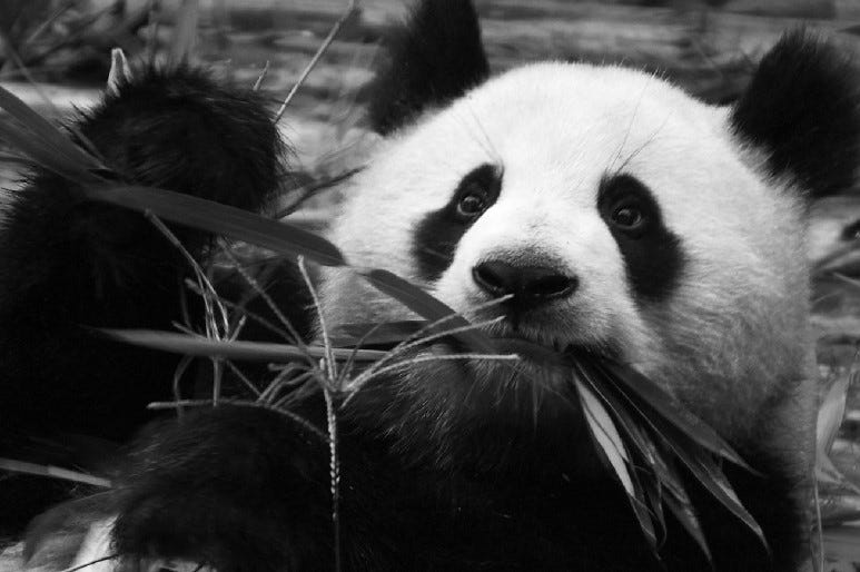panda Wisconsin man in panda suit sparks 911 call by neighbor who reported 'a big teddy bear'