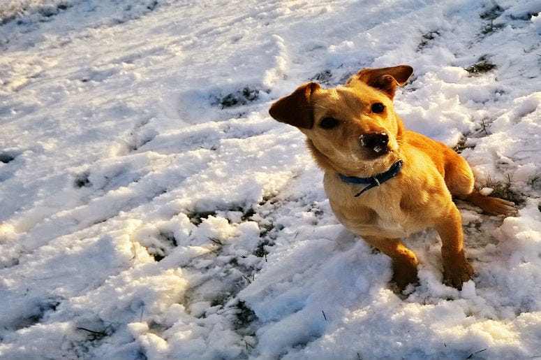 National Weather Service Issues Small Dog Warning National Weather Service Issues Small Dog Warning