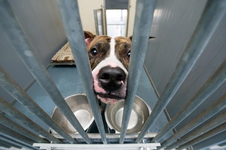 Animal Humane Society Animal Humane Society