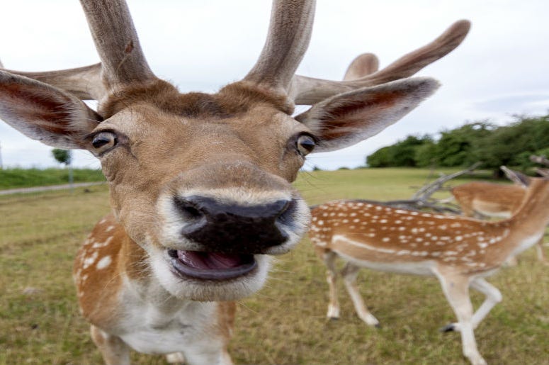 Zombie Deer Zombie Deer