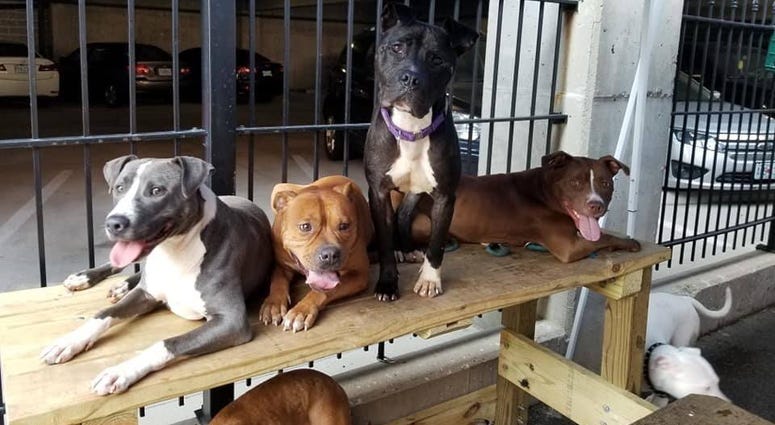 stray rescue, pitbull