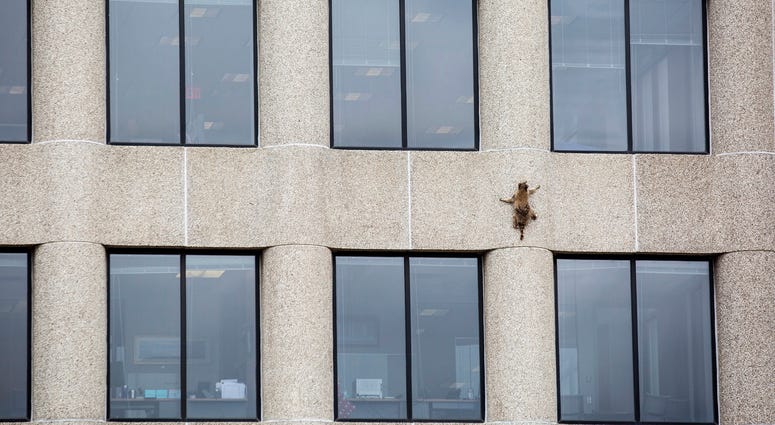 A raccoon scurries up the side of the UBS Tower in St. Paul, Minn., on Tuesday, June 12, 2018.