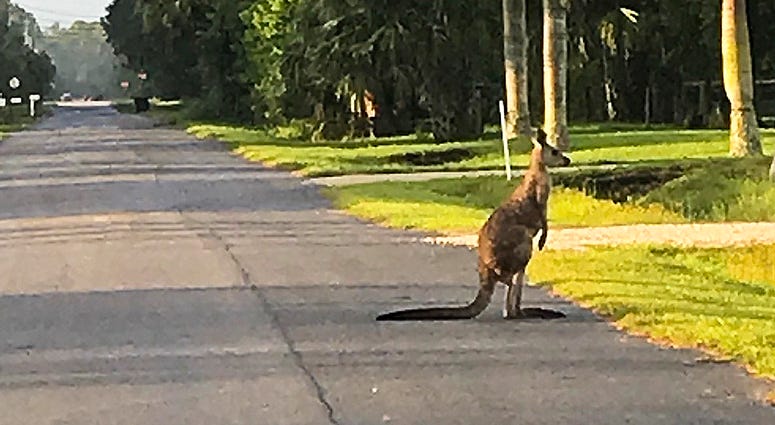 A kangaroo crosses the street on Tuesday, Sept. 25, 2018, in Jupiter, Fla. The kangaroo has escaped from an animal sanctuary in South Florida. A kangaroo crosses the street on Tuesday, Sept. 25, 2018, in Jupiter, Fla. The kangaroo has escaped from an animal sanctuary in South Florida.