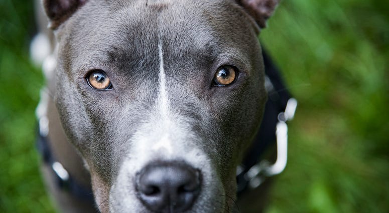 pitbull dog