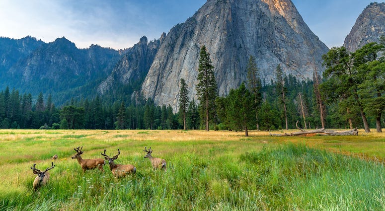 Yosemite National Park