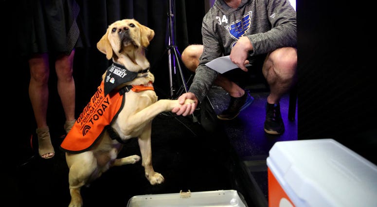 Barclay, blues, dog