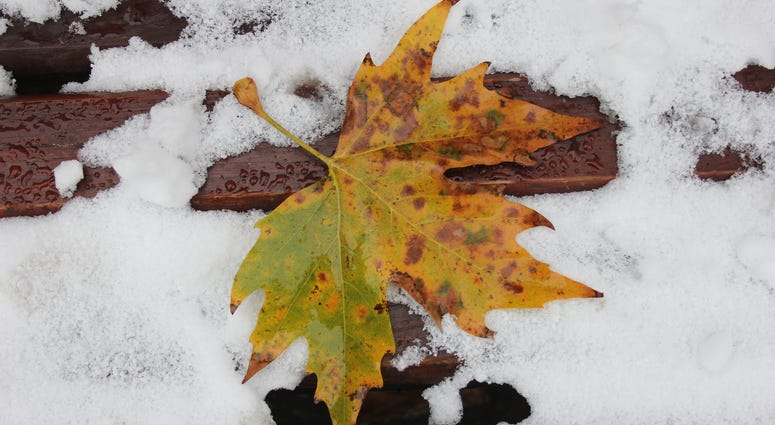 Sad leaf in the snow