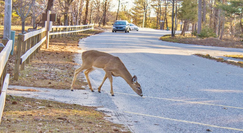 deer in road in front of car
