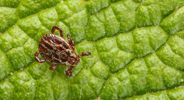 ticks