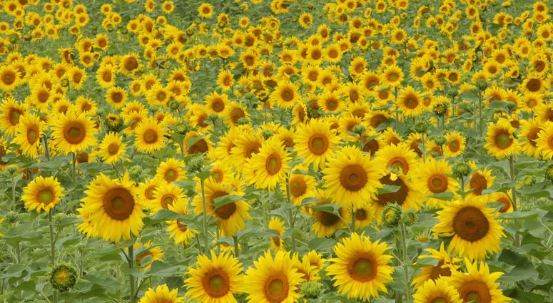 sunflower field