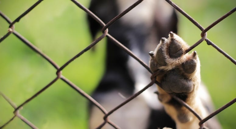 animal dog behind fence with paw up