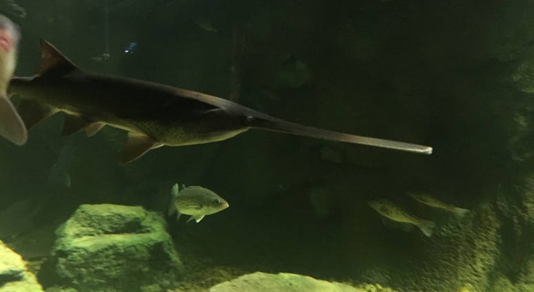 St. Louis Aquarium