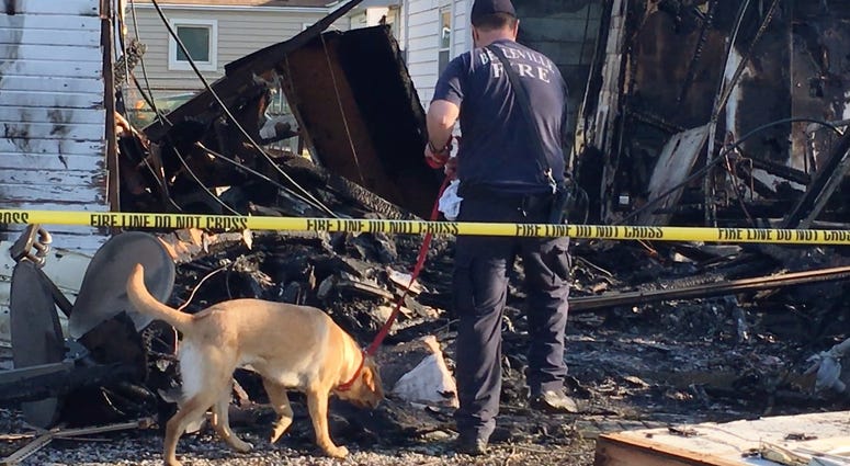 Sadie is the Belleville Fire Department's new accelerant detection K-9. Sadie is the Belleville Fire Department's new accelerant detection K-9.