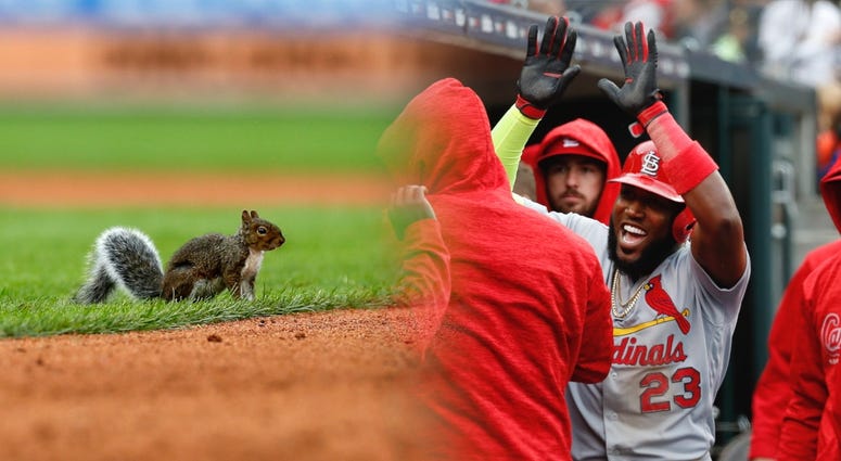 Rally squirrel in Detroit during St. Louis Cardinals win. Rally squirrel in Detroit during St. Louis Cardinals win.