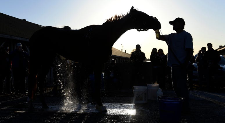 Kentucky Oaks hopeful Rayya receives a bath after morning workouts at Churchill Downs. Kentucky Oaks hopeful Rayya receives a bath after morning workouts at Churchill Downs.