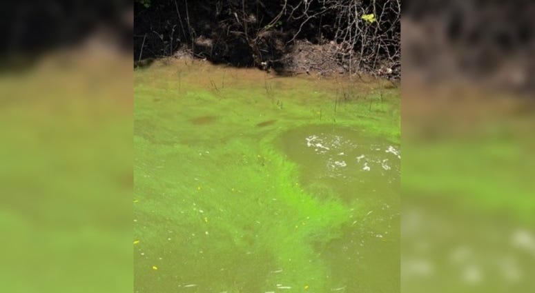 blue-green algae