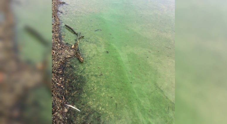 blue-green algae