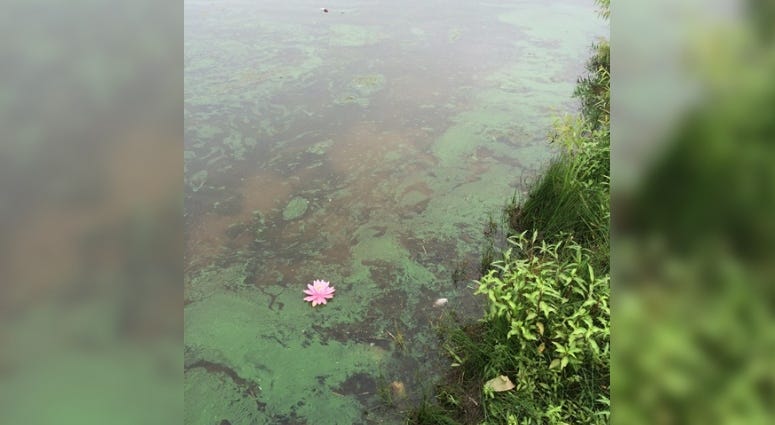 blue-green algae