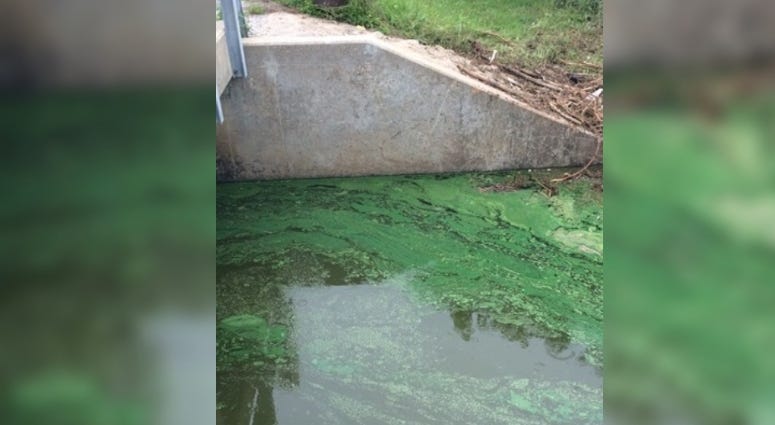 blue-green algae