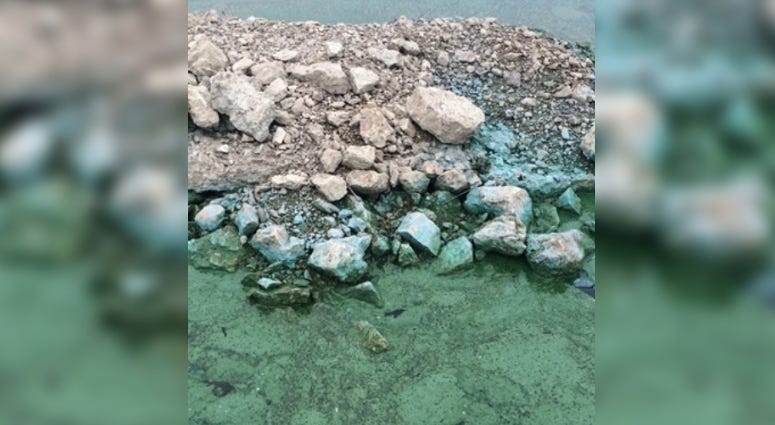 blue-green algae