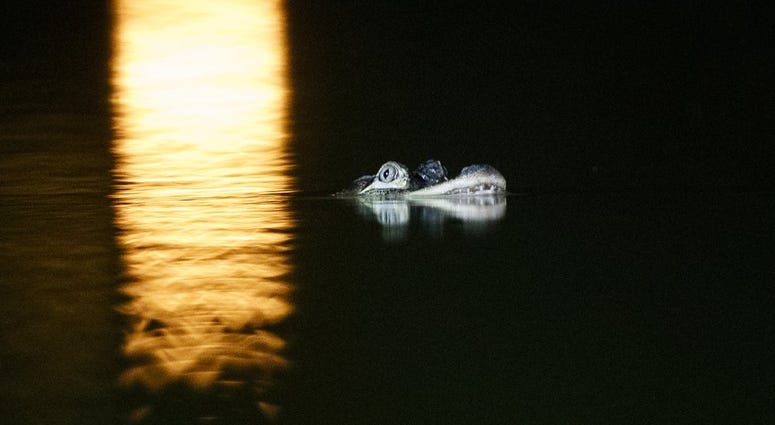 alligator