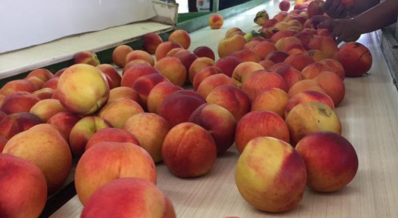 Bader Peach Farms