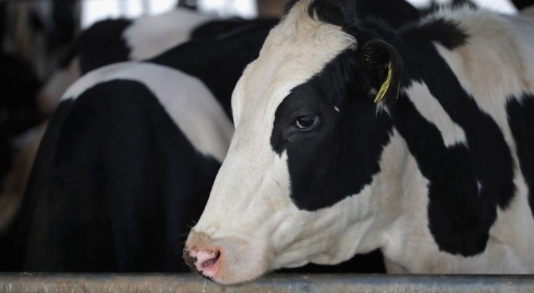 cow at dairy farm