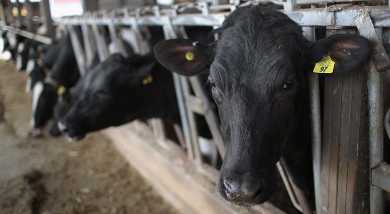 dairy farm