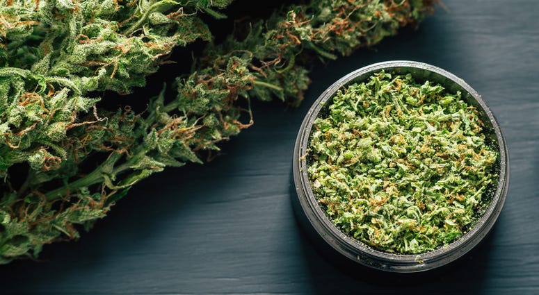 marijuana Macro of marijuana with trichomes and crushed grass in a grinder for chopping a canapis on a black table