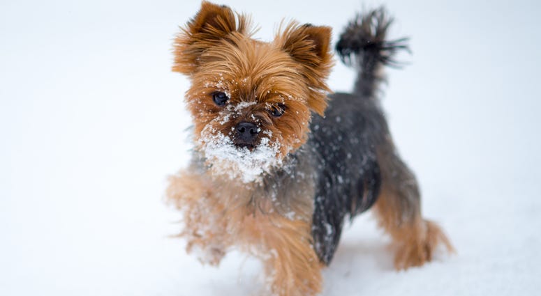 Yorkie dog in snow Yorkie dog in snow