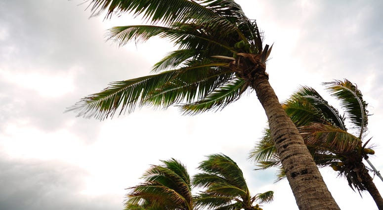 hurricane Palm tree at the hurricane, Blur leaf cause windy and heavy rain