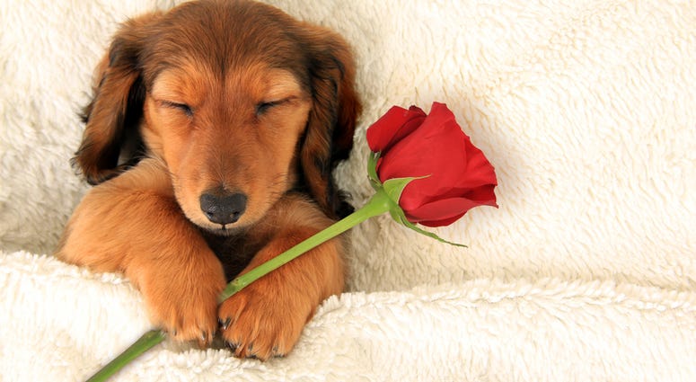 Longhair dachshund puppy holding a Valentine rose asleep on a bed. Longhair dachshund puppy holding a Valentine rose asleep on a bed.