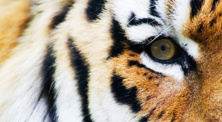 tiger eye