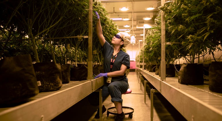 Marijuana plants at Cresco Labs medical marijuana cultivation facility on August 8, 2018, in Joliet, Ill. .jpg Marijuana plants at Cresco Labs medical marijuana cultivation facility on August 8, 2018, in Joliet, Ill. .jpg