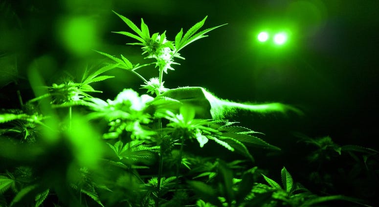 marijuana plants