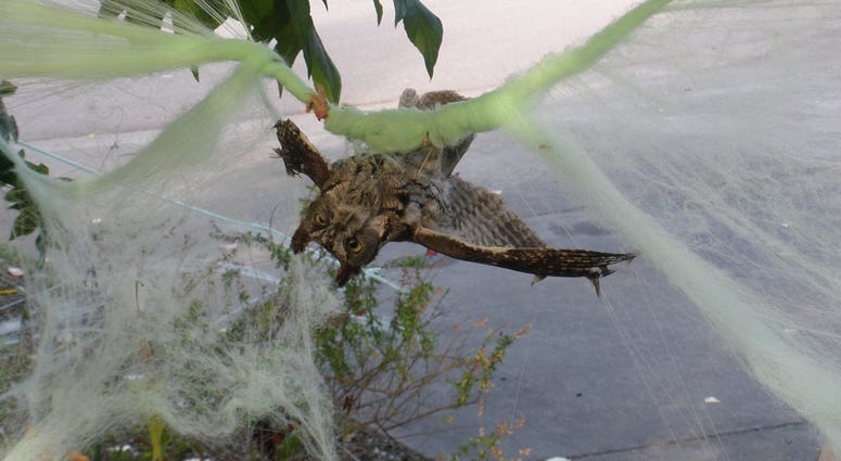 owl stuck in Halloween cobwebs
