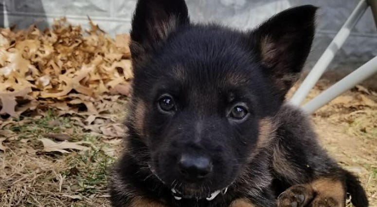Troy police dog - Murphy police dog puppy