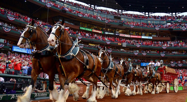 The Anheuser Busch Clydesdales run on the warning track The Anheuser Busch Clydesdales run on the warning track