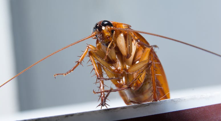 roach, bugs Cockroaches in the house. is a bug