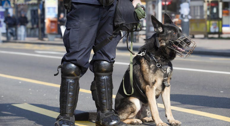 police dog A policeman with his police dog