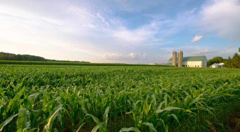farm crops A passing rain storm leaves clouds in the blue sky as it passes by a Wisconsin Dairy farm in summer. The corn in the field is green and tall and will be used as silage for the cows in the barn during the winter. Nice rural landscape from the American midw