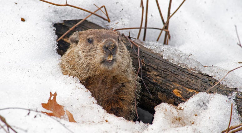 Groundhog Day a groundhog comes up from his snowy den