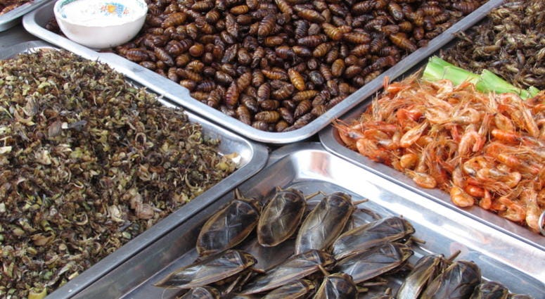 Bugs, snacks a display of bugs cooked for snacks