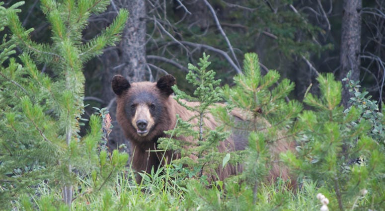 black bear The American black bear (Ursus americanus) is a medium-sized bear native to North America. It is the continent's smallest and most widely distributed bear species.