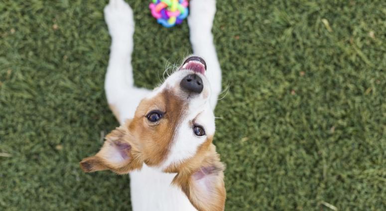 Cute young small dog playing with his toy, a ball and looking at the camera.Pets. Green grass background