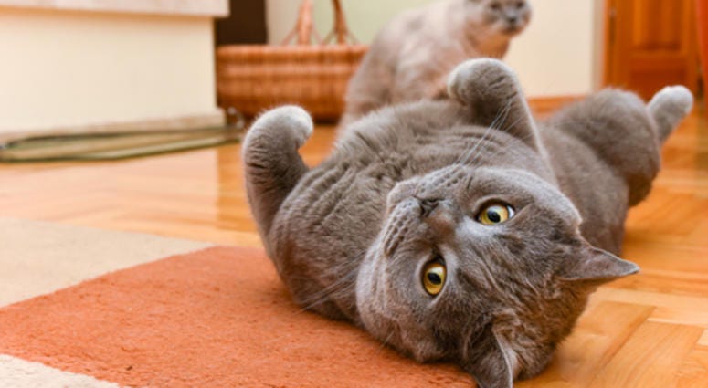 Cats Cats