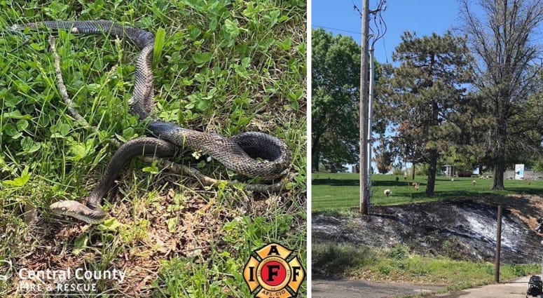 snake