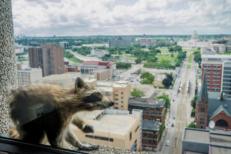 A raccoon stretches itself on the window sill of the Paige Donnelly Law Firm on the 23rd floor of the UBS Tower in St. Paul, Minn., Tuesday, June 12, 2018.